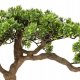 Atmosphera Sztuczne drzewko bonsai POLIN, wys. 60 cm 2