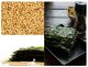 Nori snack koreańska przekąska chips z sezamem bibigo chrupiące prażone algi crispy seaweed 5g 3