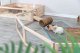 TRIXIE 62480, Playpen, Guinea pig, Wood, Metal, 600 mm, 300 mm 4