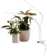 Airam Tulip plant light, 16W/840, 780 lm, white 1