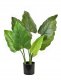 VIRIDIS Kwiat sztuczny alocasia H65cm wdoniczce 1