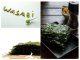 Nori snack koreańska przekąska chips z ostrym wasabi bibigo chrupiące prażone algi crispy seaweed 5g 4