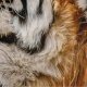Tiger: Dyre Sengetøj 1