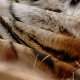 Tiger: Dyre Sengetøj 3