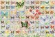 Puzzle 2000 el. Motyle i kwiaty 1