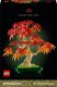 Botanicals Klon palmowy bonsai (10348) 1