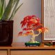 Botanicals Klon palmowy bonsai (10348) 3