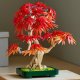 Botanicals Klon palmowy bonsai (10348) 6