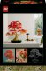 Botanicals Klon palmowy bonsai (10348) 8