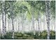 Fototapeta 3D Las Brzozowy Drzewa Natura Na Ścianę Sypialnia Salon 400X280 1