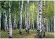 Fototapeta 3D Las Brzozowy Drzewa Sypialnia Salon Tapeta Flizelina 400X280 1