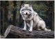 Fototapeta Wilk Las 3D Zwierzęta Natura Na Ścianę Sypialnia Salon 400X280 1
