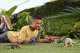 Jurassic World Rebirth Wild Roar Asst. 2