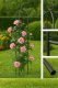 Metalowa pergola ogrodowa wspornik na róże 195cm 2