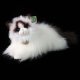 Rappa - Pluszowa realistyczna maskotka Kot Ragdoll leżący 35 cm Eco-Friendly 4
