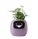 PlantsIO IVY Fioletowa 1