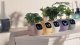 PlantsIO IVY Fioletowa 9