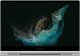 Laptop Samsung Galaxy Book2 Pro NP930QED-KB2CADX i7-1260P/13.3" FHD TouchScreen AMOLED/8GB/SSD 512GB/BT/BLKB/PEN/FPR/x360/Win 11 Silver 18