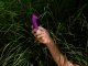 LELO - GIGI™ 3 G-SPOT VIBRATOR Rožinis 4