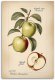 Feeby obraz na płótnie owoce vintage jabłko 40x60 medium 2