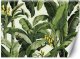 Feeby Fototapeta Zielone liście bananowca 450x315 xxl 1