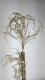 Jodła jagodowa, biała, 120cm one size 2