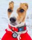 Collar Waterproof Obroża wodoodporna z QR-paszportem, plastikowy fastex, M 20mm/28-40cm czerwona 3