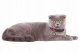 WAU DOG OBROŻA NYLON Z ADRESÓWKĄ QR XS    10mm/20-30cm LAMPART 3