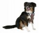 Harness 50-62 cm 81020 2