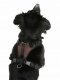 Harness 50-62 cm 81020 3