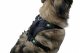 Harness 50-62 cm 81020 5