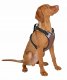 Harness 50-62 cm 81020 7
