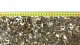 Sera Gravel Dark Coarse, żwirek do akwarium, ciemny, 3-6 mm, 10 kg 5