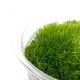 WIO Cushion Moss , mech dekoracyjny, do terrarium, ciemna ziele�,  0,095kg 2