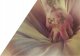 Durex  Sensual slim prezerwatywy lateksowe 10szt 12