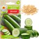 W1339 OGÓREK podłużny DELICIUS NASIONA OGÓRKA WARZYW SADZENIA SAŁATKOWA ODMIANA 1