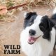 WILD FARM paluszki z wołowiny 500g przysmak dla psa 3