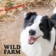 WILD FARM paluszki z jagnięciny 500g przysmak dla psa 4