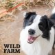 WILD FARM paluszki z kaczką i ryżem 500g przysmak dla psa 7