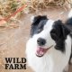 WILD FARM Miękkie stripsy z kaczki 500g przysmak dla psa 6