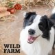 WILD FARM Miękkie kostki z jagnięciny 500g przysmak dla psa 6