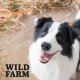 WILD FARM miękkie stripsy z kurczaka 500g przysmak dla psa 3