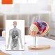 Model anatomiczny mózg 2:1 4-częściowy do nauki kolorowy oznaczony 2