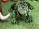 *****Iguana pluszowa 65cm 93301 33019 6