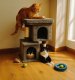 Pets Collection ZW2G DRAPAK LEGOWISKO DLA KOTA 2 POZIOMY 2