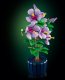 LEGO Botanicals Hibiskus (10372) 2