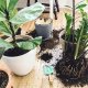 Bimberek Ziemia Ziemia do zielonych roślin domowych 5L do palma juka monstera kaktus 11