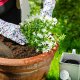 Bimberek Ziemia do pelargonii surfinia 50L do kwiatów balkonowych roślin ozdobnych 4