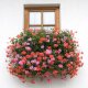 Bimberek Ziemia do pelargonii surfinia 50L do kwiatów balkonowych roślin ozdobnych 8