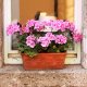 Bimberek Ziemia do pelargonii surfinia 50L do kwiatów balkonowych roślin ozdobnych 9